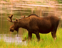 Moose Encounters